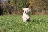 LABRADOR 341